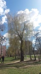 Salix babylonica