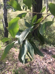 Acacia rhodoxylon