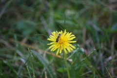 Tenthredo frauenfeldii