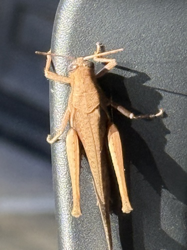Abracris flavolineata