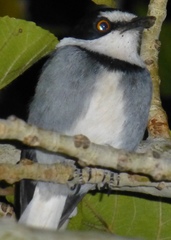 Lanioturdus torquatus