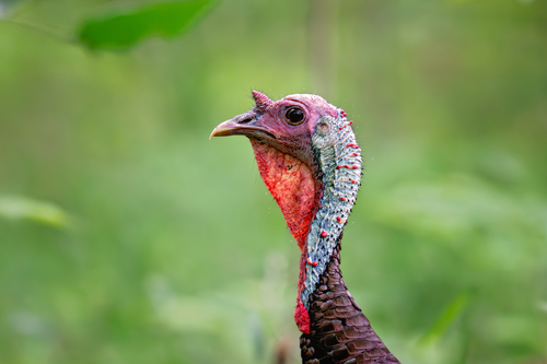 Wild Turkey photographed in Kentucky