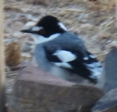 Lanioturdus torquatus