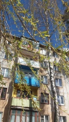 Salix babylonica