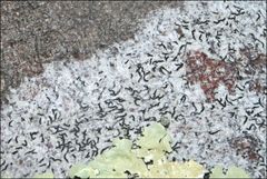 Halegrapha mucronata