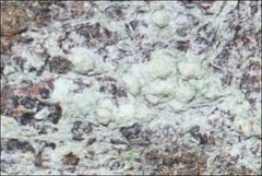 Pertusaria pertractata