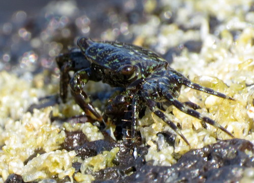 Grapsidae