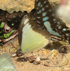Appias lyncida eleonora