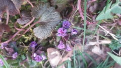 Glechoma hederacea