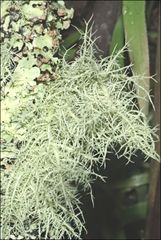 Usnea inermis