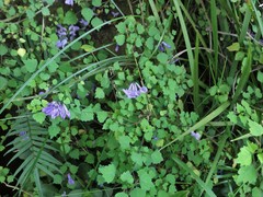 Plectranthus saccatus