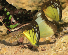 Appias lyncida eleonora