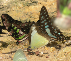 Appias lyncida eleonora