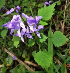 Plectranthus saccatus