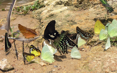 Appias lyncida eleonora