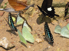 Appias lyncida eleonora