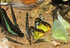 Appias lyncida eleonora