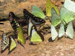 Appias lyncida eleonora