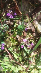 Glechoma hederacea