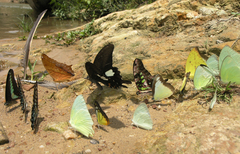 Appias lyncida eleonora