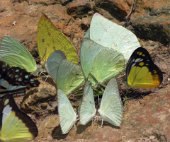 Appias lyncida eleonora