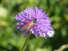 Zygaena purpuralis