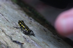 Ranitomeya flavovittata