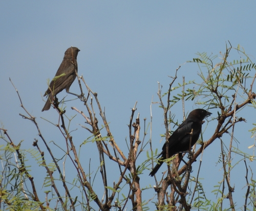 Brown-headed Cowbird