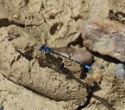 Blue-ringed Dancer