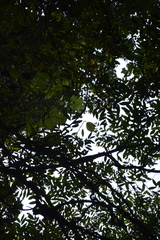 Chonemorpha fragrans