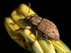 Chalepistes compressus