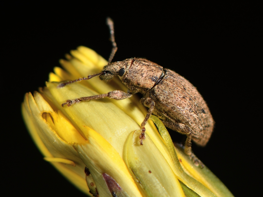 Compressed weevil