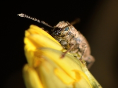 Chalepistes compressus