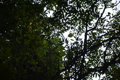 Chonemorpha fragrans