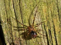 Theridion zantholabio