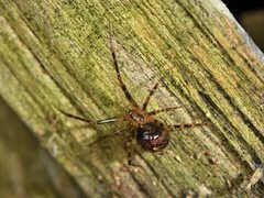 Theridion zantholabio