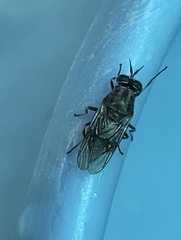 Adoxomyia