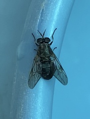 Adoxomyia