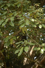 Ficus superba