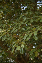 Ficus superba
