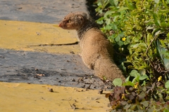 Urva auropunctata