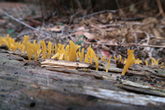 Calocera guepinioides