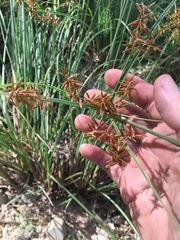 Cyperus lucidus