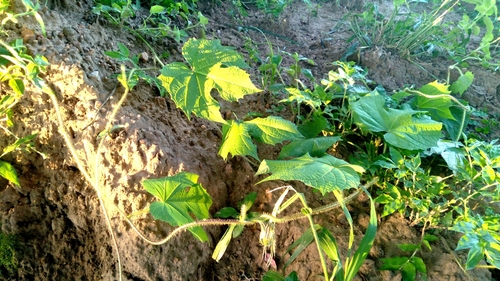 Ipomoea setosa, photograph 2