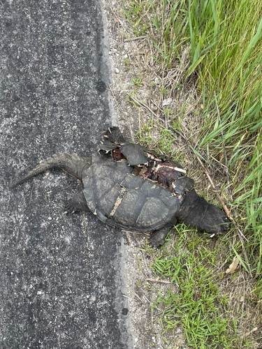 Snapping Turtle