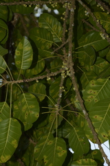 Ficus superba