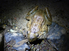 Leptodactylus wagneri