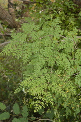 Moringa concanensis