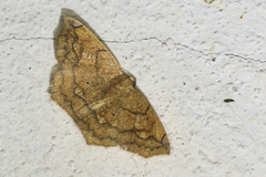 Paragonia arbocala