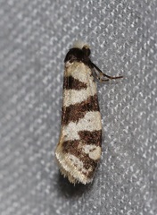 Lepidoscia characota